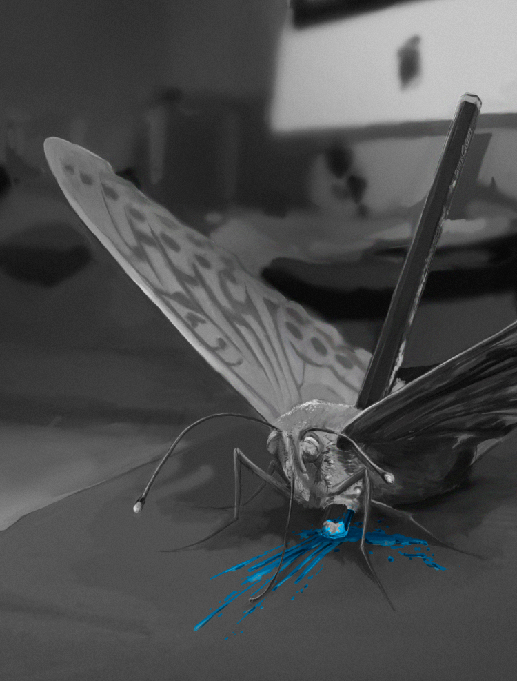 schmetterling makro